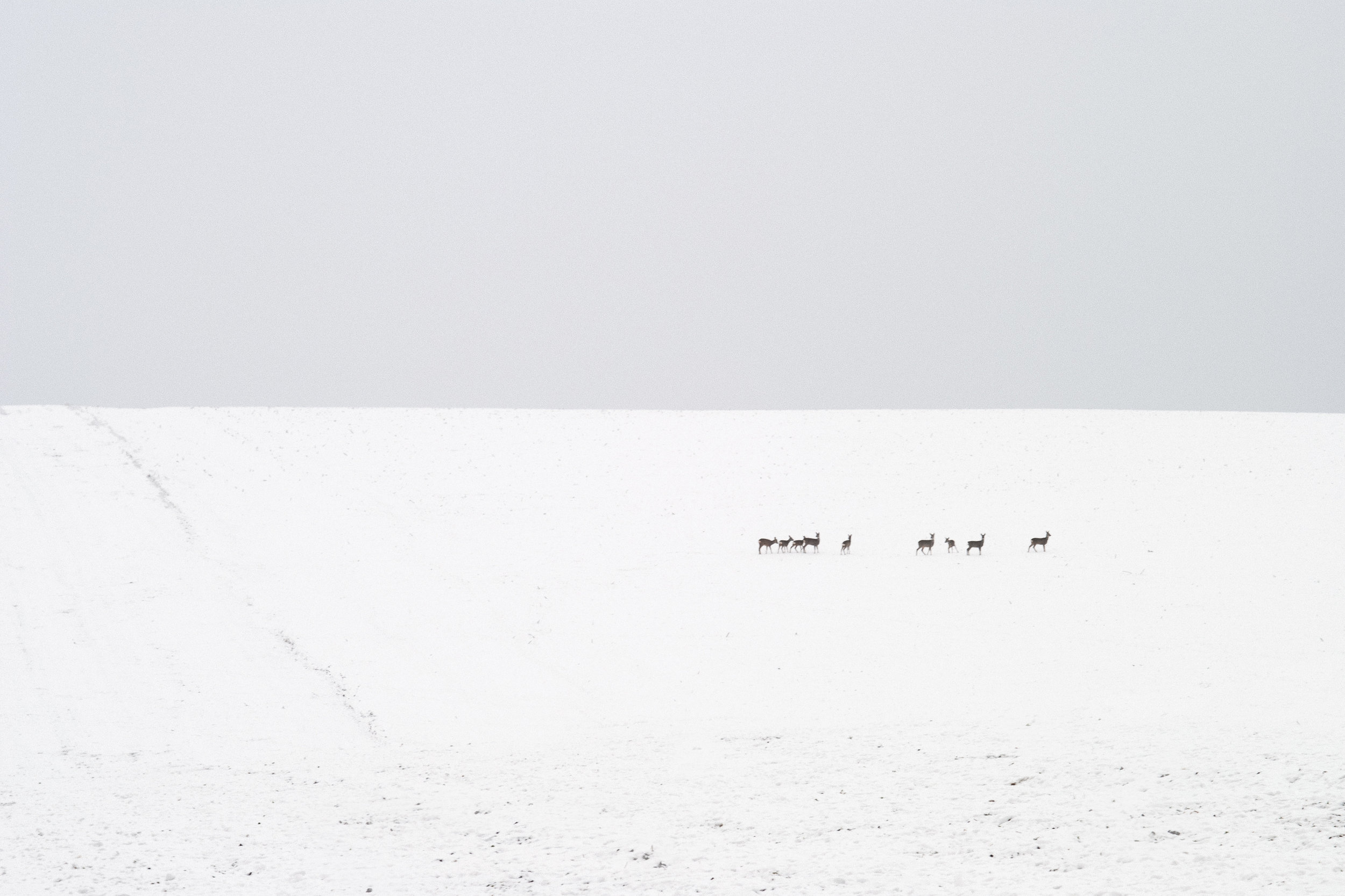 Deer: A Study