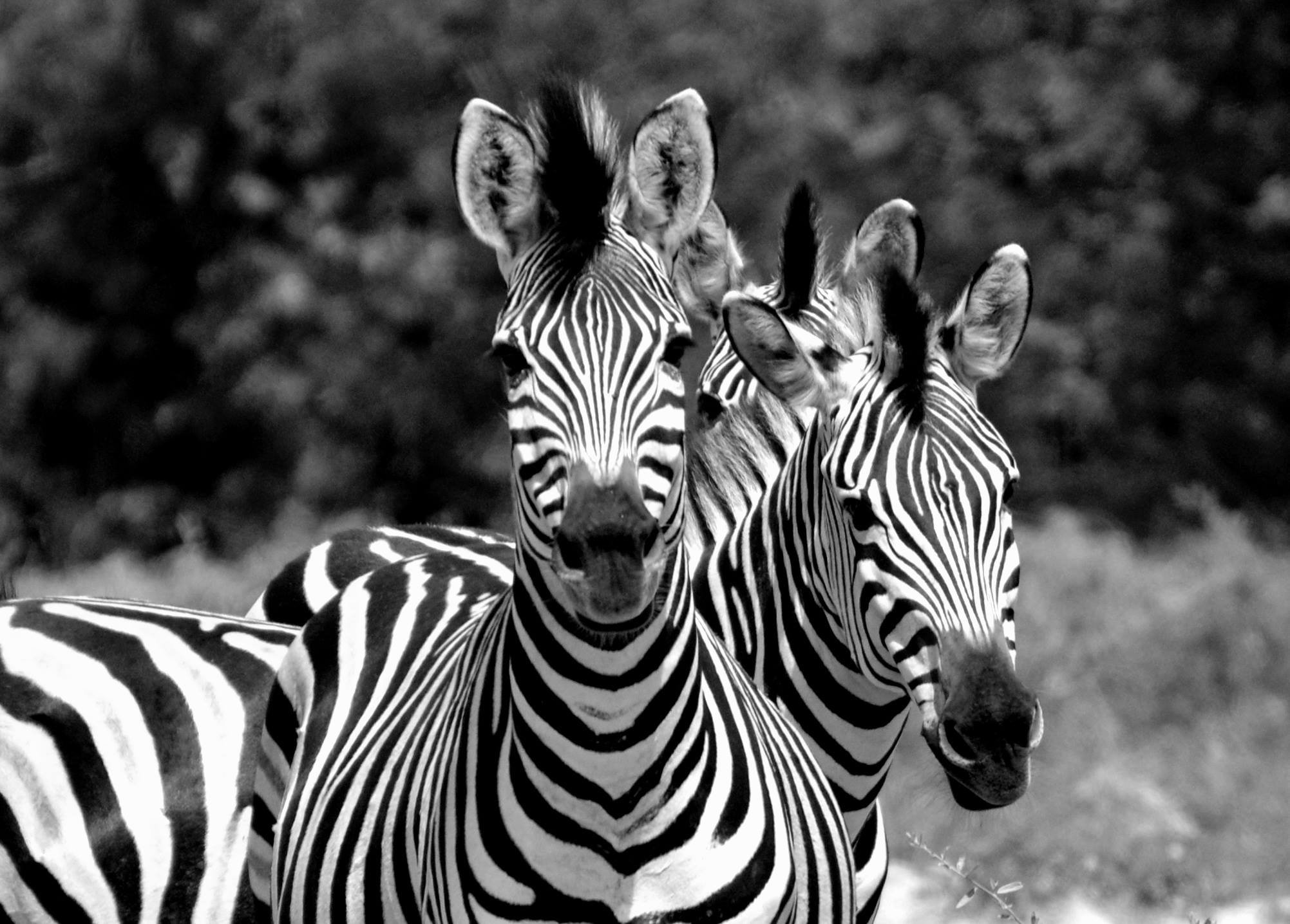 Africa